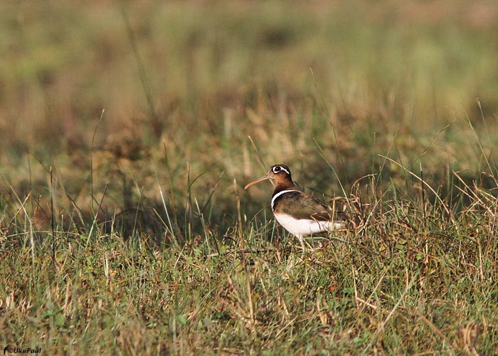 Prillnerp (Rostratula benghalensis)
Retke parimaid leide.

Birma, jaanuar 2012

UP
Keywords: painted snipe