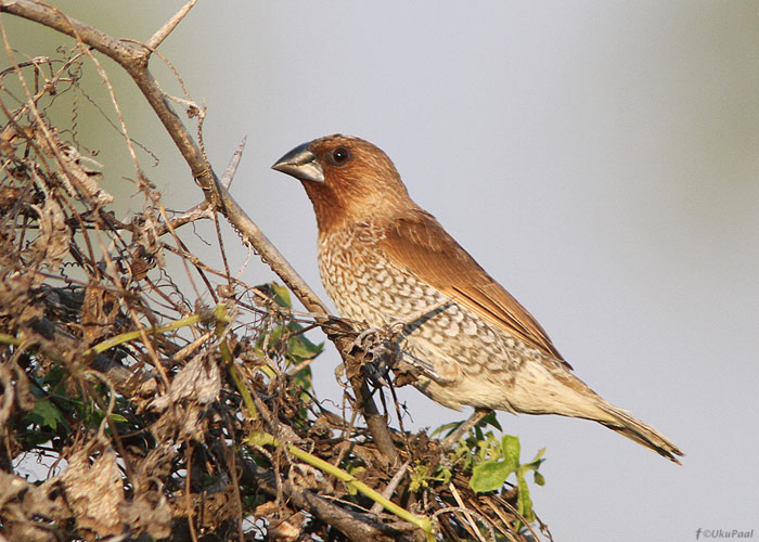 Võrkamadiin (Lonchura punctulata)
Birma, jaanuar 2012

UP
Keywords: scaly-breasted munia