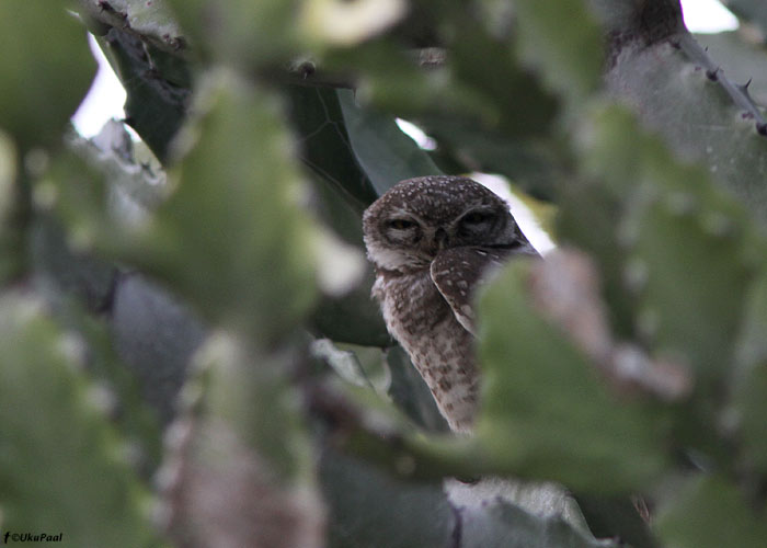 Küla-kivikakk (Athene brama)
Birma, jaanuar 2012

UP
Keywords: spotted owlet