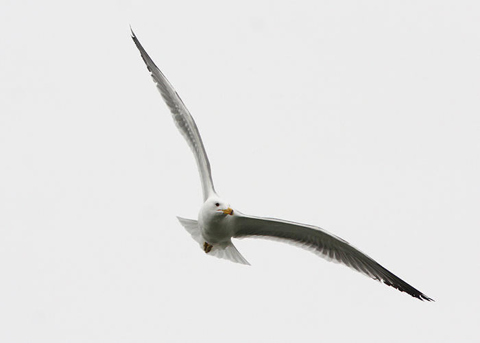 Armeenia hõbekajakas (Larus armenicus)
Ma’Agan Mikhael

Mariliis Märtson
