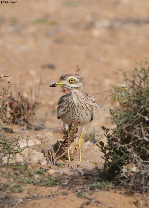 Jämejalg (Burhinus oedicnemus)
Lääne-Sahara, märts 2011

UP
Keywords: stone curlew
