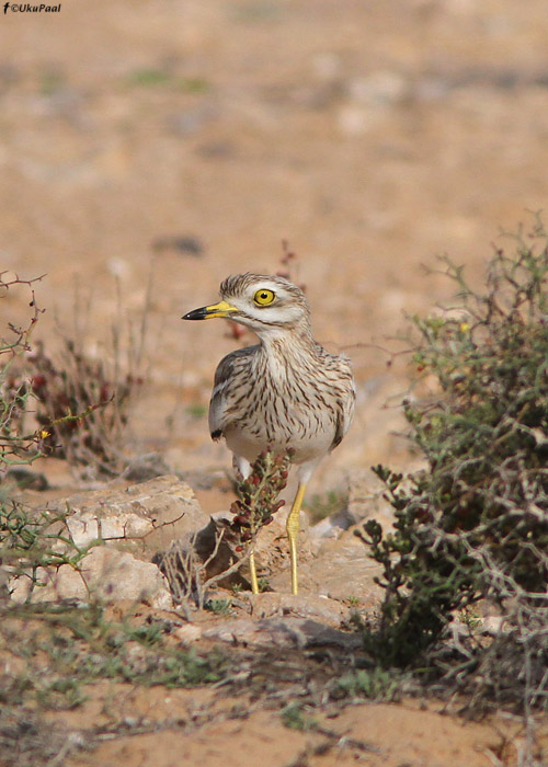 Jämejalg (Burhinus oedicnemus)
Lääne-Sahara, märts 2011

UP
Keywords: stone curlew