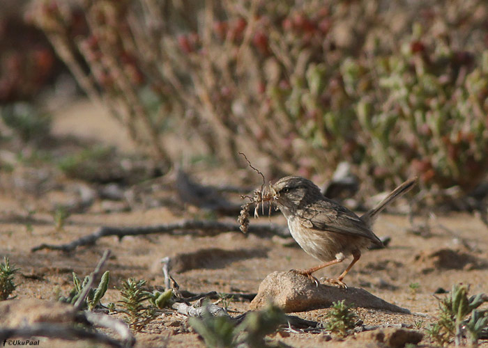 Kõrbe-puhmalind (Scotocerca inquieta)
Lääne-Sahara, märts 2011

UP
Keywords: scrub warbler