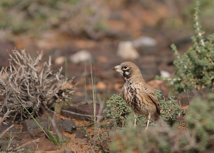 Suurnokk-lõoke (Ramphocoris clotbey)
Maroko, märts 2011

UP
Keywords: thick-billed lark