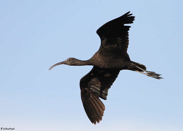 Läikiibis (Plegadis falcinellus)
Maroko, märts 2011

UP
Keywords: glossy ibis