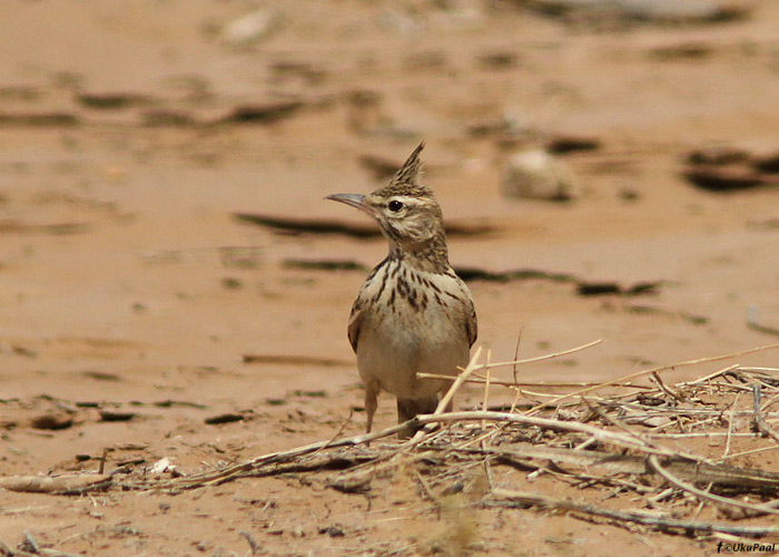 Tuttlõoke (Galerida cristata macrohyncha)
Maroko, märts 2011. See pika nokaga alamliik on potentsiaalne split.

UP
Keywords: maghreb crested lark