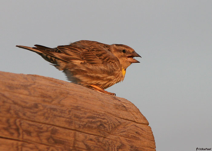 Kaljuvarblane (Petronia petronia)
Armeenia, juuli 2009
Keywords: rock sparrow