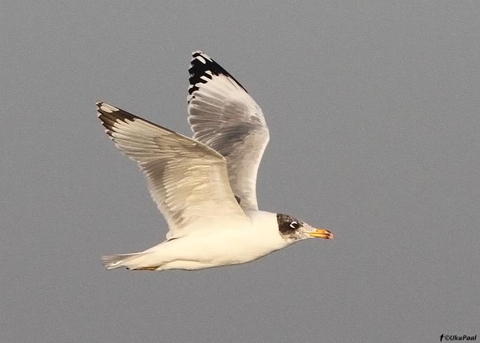 Stepikajakas (Larus ichthyaetus)
Birma, jaanuar 2012

UP
Keywords: 	Great Black-headed Gull, 