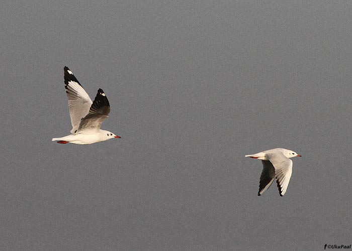 Mägi- ja naerukajakas (Larus brunnicephalus et ridibundus)
Birma, jaanuar 2012

UP
Keywords: black-headed gull slender-billed