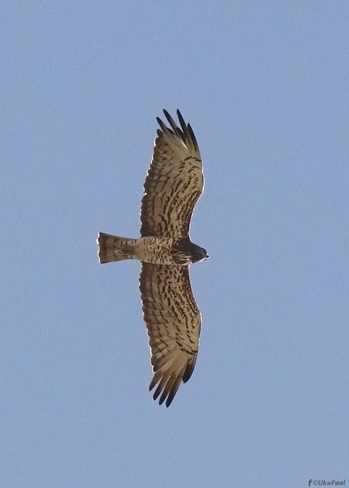 Madukotkas (Circaetus gallicus)
Birma, jaanuar 2012

UP
Keywords: snake eagle