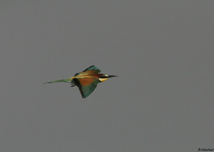 Mesilasenäpp (Merops apiaster)
Armeenia, juuli 2009

UP
Keywords: bee-eater