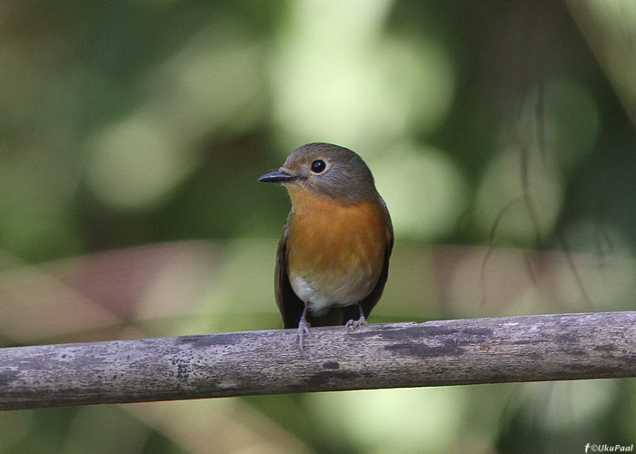 Cyornis banyumas
Birma, jaanuar 2012

UP
Keywords: hill blue flycatcher