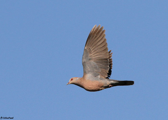 Džunglituvi (Columba punicea)
Raskesti leitav madalamate alade asukas. 

Birma, jaanuar 2012

UP
Keywords: pale-capped pigeon