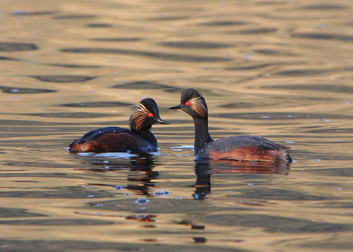 Mustkael-pütt (Podiceps nigricollis)
Dayet Aoua, Maroko, märts 2011

Rene Ottesson
Keywords: black-necked grebe