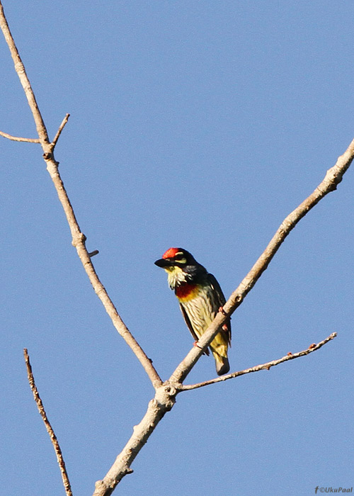 Sepp-habelind (Megalaima haemacephala)
Birma, jaanuar 2012

UP
Keywords: coppersmith barbet