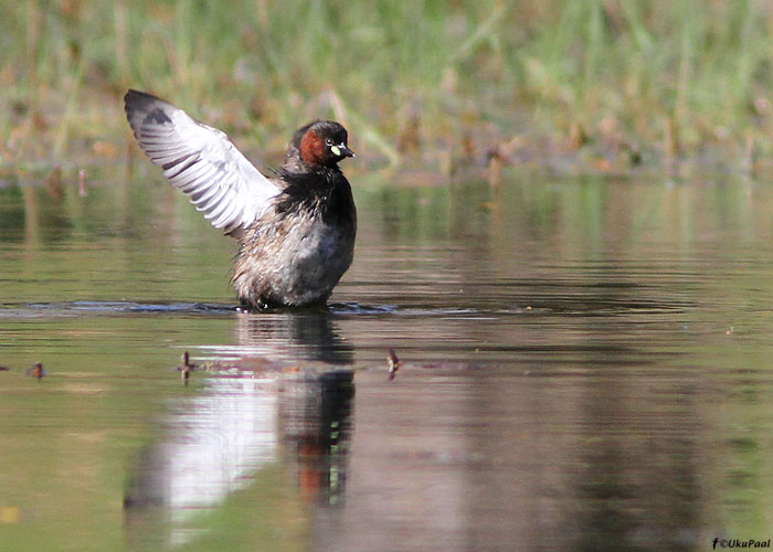 Väikepütt (Tachybaptus ruficollis)
Maroko, märts 2011

UP
Keywords: little grebe