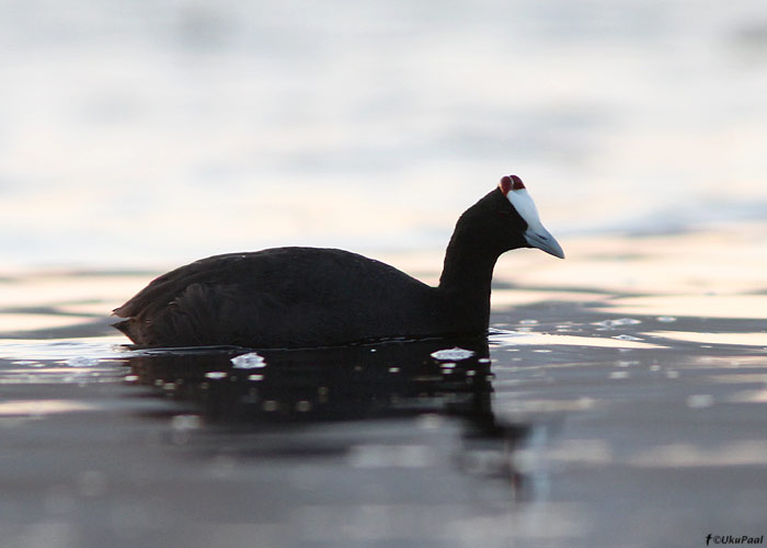 Sagarlauk (Fulica cristata) 
Maroko, märts 2011

UP
Keywords: crested coot