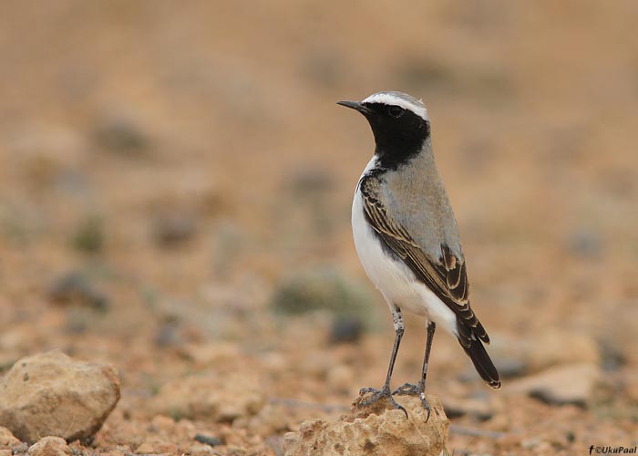 Atlase kivitäks (Oenanthe seebohmi)
Maroko, märts 2011. Varem peeti seda taksonit kivitäksi alamliigiks.

UP
Keywords: seebohm's wheatear