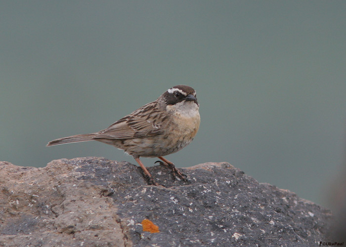 Kadaka-kiviraat (Prunella ocularis)
Armeenia, juuli 2009

UP
Keywords: radde's accentor