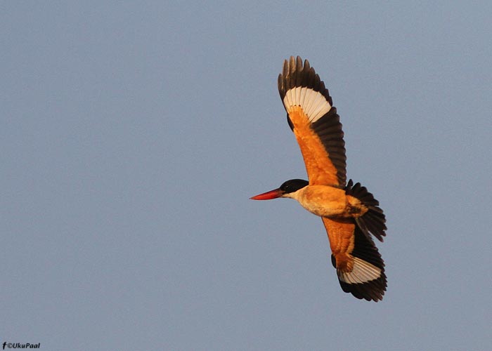 Mustpea-safiirlind (Halcyon pileata)
Birma, jaanuar 2012

UP
Keywords: black-capped kingfisher