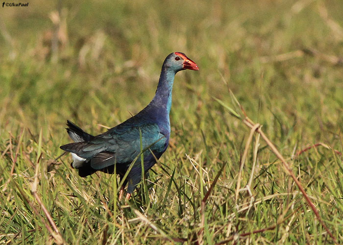 Sultantait (Porphyrio porphyrio)
Birma, jaanuar 2012

UP
Keywords: purple gallinule