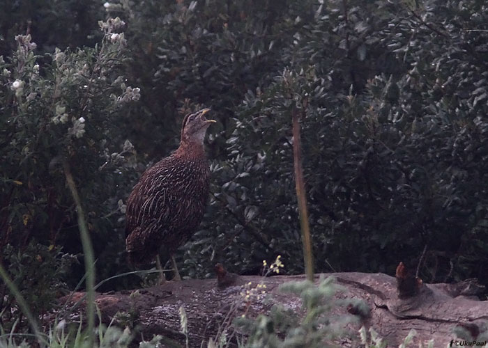 Savannifrankoliin (Francolinus bicalcaratus)
Maroko, märts 2011

UP
Keywords: double-spurred francolin