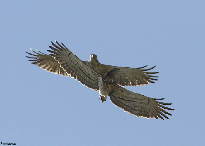 Madukotkad (Circaetus gallicus) mängulennul
Maroko, märts 2011

UP
Keywords: short-toed eagle