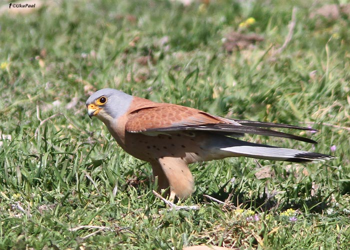 Stepi-tuuletallaja (Falco naumanni)
Maroko, märts 2011

UP
Keywords: lesser kestrel