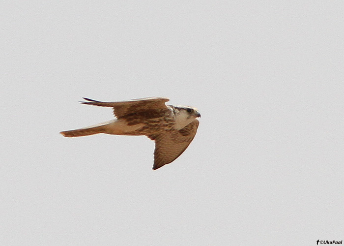 Kõnnupistrik (Falco biarmicus)
Maroko, märts 2011

UP
Keywords: lanner