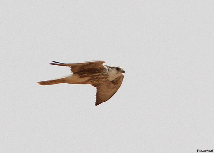 Kõnnupistrik (Falco biarmicus)
Maroko, märts 2011

UP
Keywords: lanner