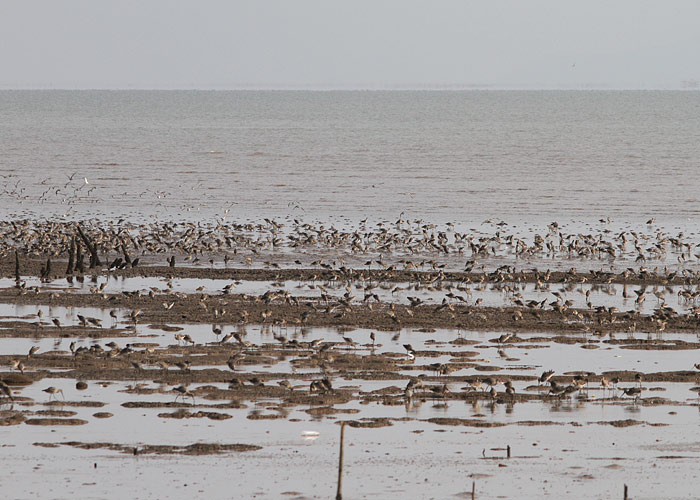 Mustsaba-vigle (Limosa limosa)
Taimaa, jaanuar 2012

UP
Keywords: blakc-tailed godwit