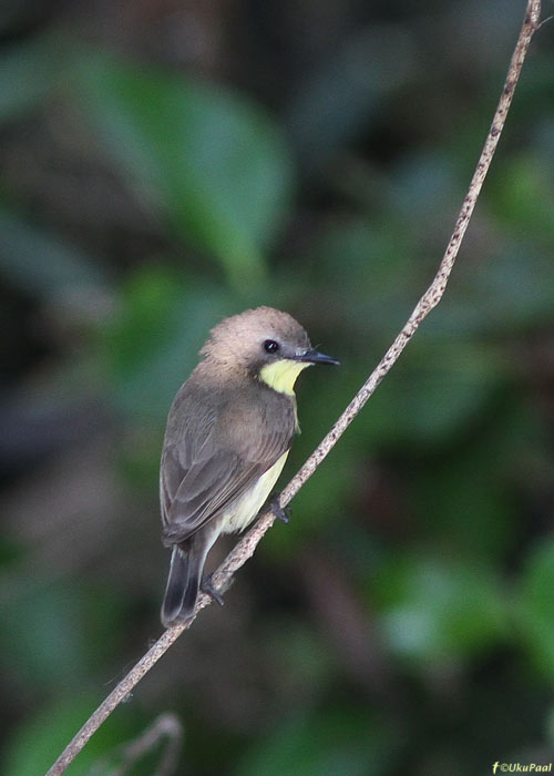 Gerygone chrysogaster
Taimaa, jaanuar 2012

UP
Keywords: yellow-bellied gerygone