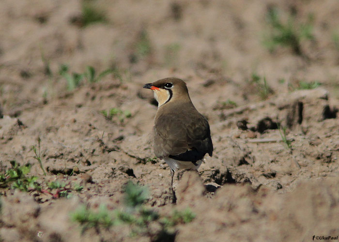 Kõnnu-pääsujooksur (Glareola pratincola)
Maroko, märts 2011

UP
Keywords: collared pratincola