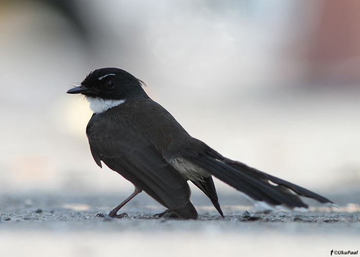 Rhipidura javanica
Taimaa, jaanuar 2012

UP
Keywords: pied fantail