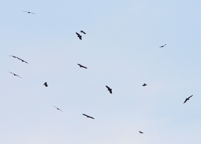 Stepikotkad (Aquila nipalensis)
Amram Pillars

Mariliis Märtson
