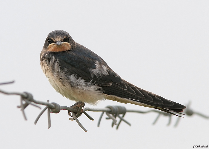 Suitsupääsuke (Hirundo rustica)
Armeenia, juuli 2009

UP
Keywords: barn swallow