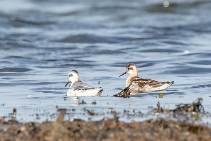 Puna-veetallaja (Phalaropus fulicarius) ja veetallaja (Phalaropus lobatus)
Neeme, Harjumaa, 02.08.2020.

Andres Killing
Keywords: phalarope