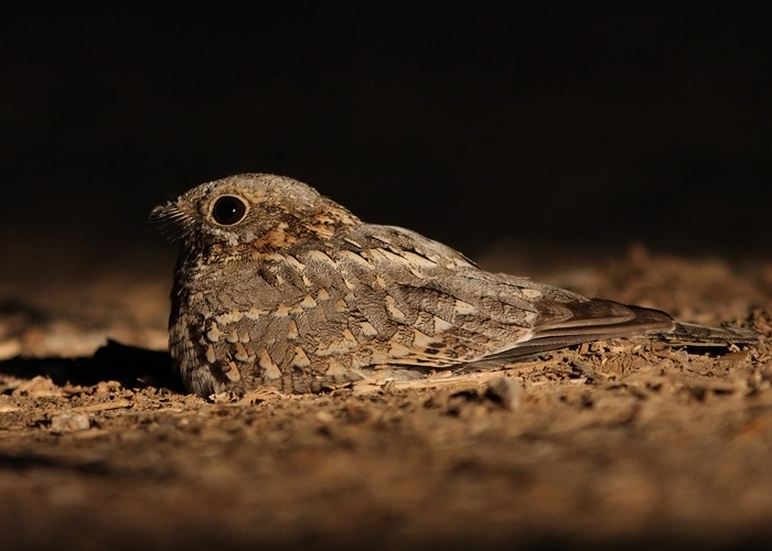 Nuubia öösorr (Caprimulgus nubicus)
Neot Hakikar

Mariliis Märtson
