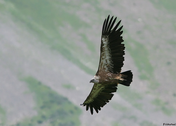 Kaeluskotkas (Gyps fulvus)
Gruusia, juuli 2009

UP
Keywords: griffon vulture