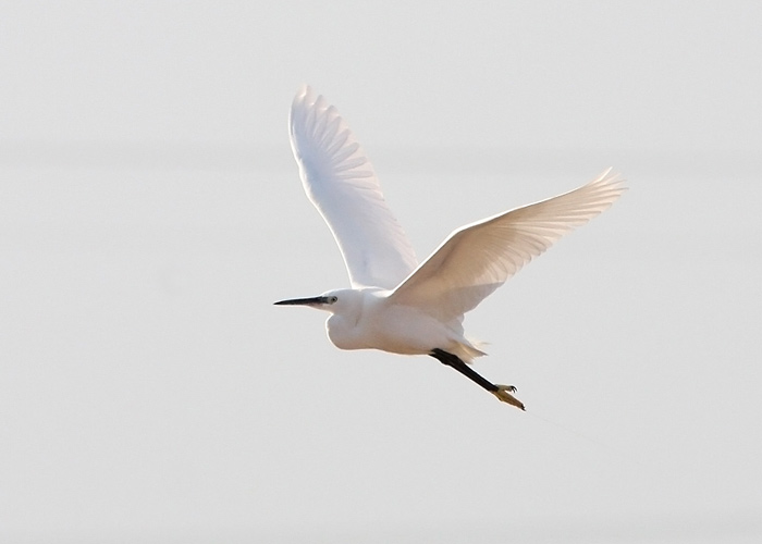 Siidhaigur (Egretta garzetta)
Eilat

Mariliis Märtson

