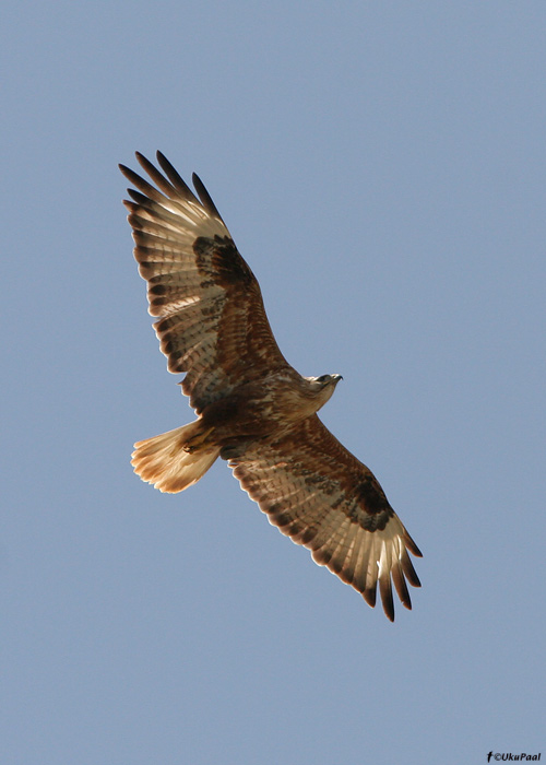 Stepiviu (Buteo rufinus)
Armeenia, juuli 2009

UP
Keywords: long-legged buzzard