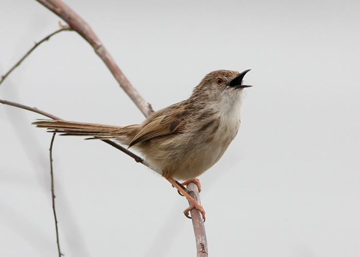 Leet-puhmalind (Prinia gracilis)
Ma’Agan Mikhael

Mariliis Märtson
