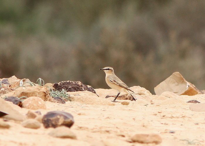 Liiv-kivitäks (Oenanthe isabellina) 
Nizzana

Mariliis Märtson
