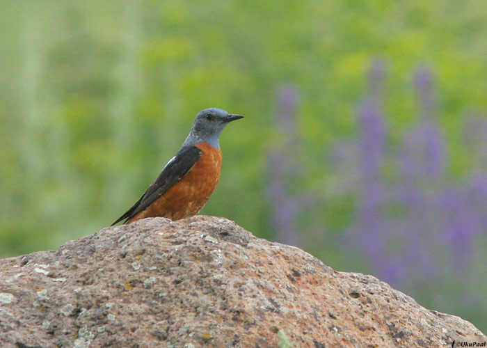 Kivirästas (Monticola saxatilis)
Armeenia, juuli 2009

UP
Keywords: rock thrush