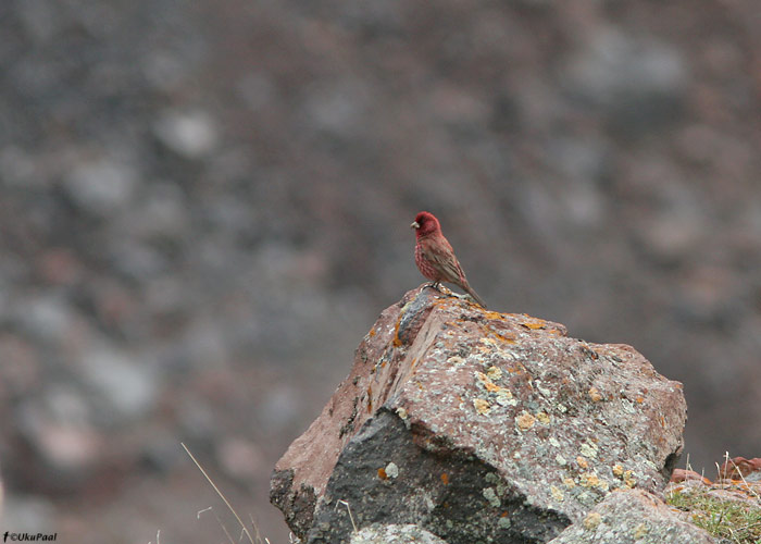 Suur-karmiinleevike (Carpodacus rubicilla)
Gruusia, juuli 2009

UP
Keywords: great rosefinch