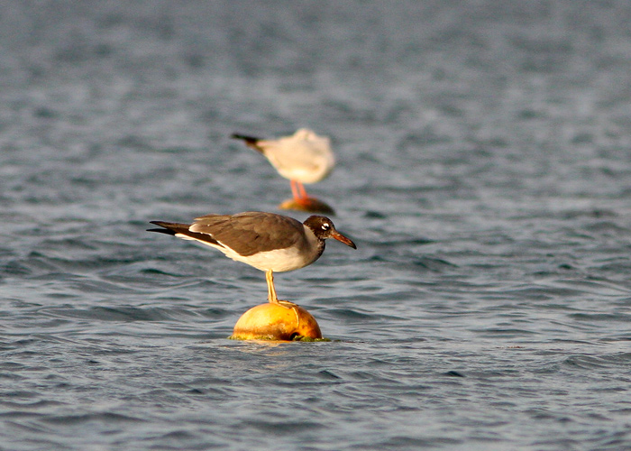 Valgesilm-kajakas (Larus leucophthalmus)
North Beach, Eilat

Mariliis Märtson
