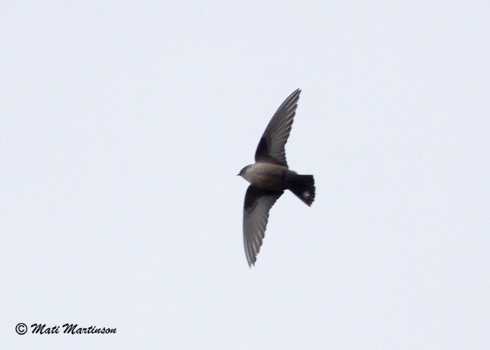 Kivipääsuke (Ptyonoprogne rupestris)
Sõrve säär, Saaremaa, 11.11.2013. Eesti esimene. First for Estonia.

Mati Martinson
Keywords: crag martin