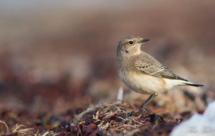 Nunn-kivitäks (Oenanthe pleschanka)
Sääre, Saaremaa, 31.10.2015. 3. vaatlus Eestis. Seljal olev soomusjas muster on liigile iseloomulik. 3rd record for Estonia.

Tiiu Tali
Keywords: pied wheatear