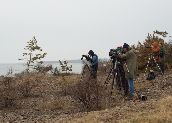 Estbirdingu kevadkoosolek 2016
Ristna, Hiiumaa

Tiiu Tali
