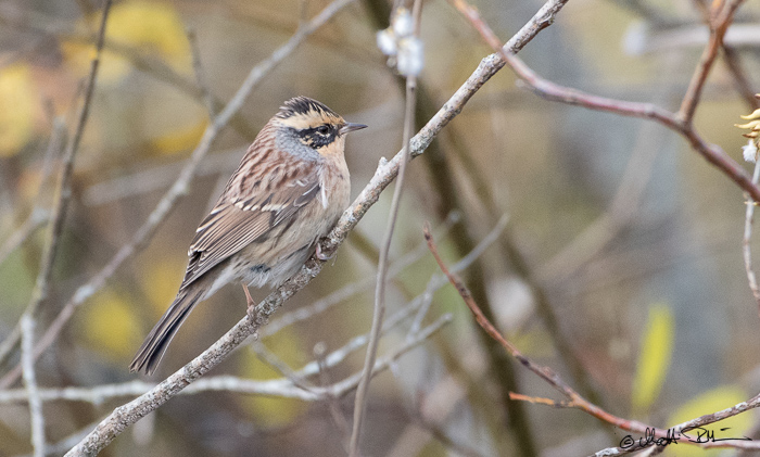 Siberi raat (Prunella montanella)
Sääre, Saaremaa, 20.10.2016. Eesti 6. vaatlus.

Matti Rekilä
Keywords: siberian accentor